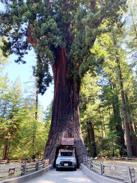 Arcata California, Northern California Road Trip, Northern California Travel, Pacific Coast Road Trip, California Road Trip Itinerary, Eureka California, San Francisco Tours, Redwood Trees, Lassen Volcanic National Park