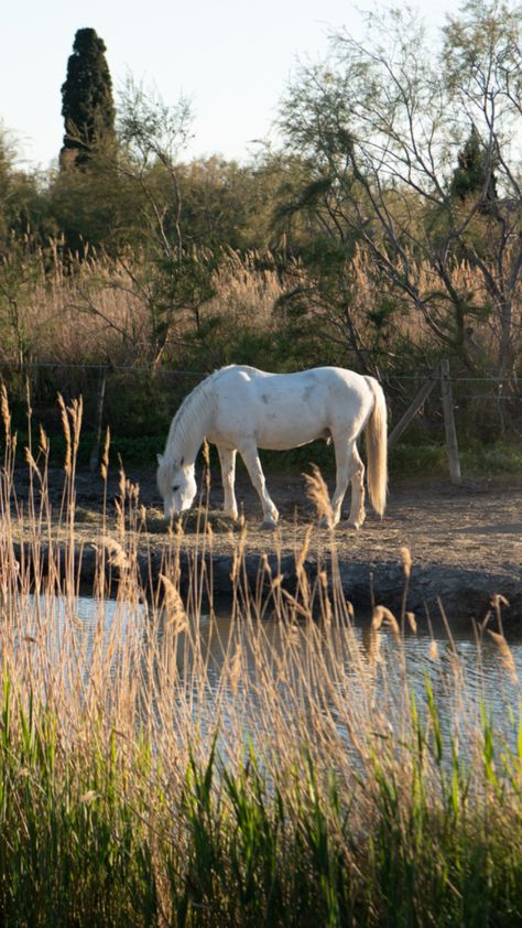 Cheval ranch Camargue, coucher de soleil, sud de la France. Makeup Leger, Camargue Horse, Southern France, France, Makeup, Make Up