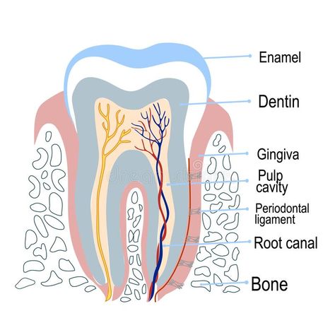 Photo about Human Tooth Structure Cut View. Diagram in Modern Flat Design with Description. Vector Illustration Isolated on White Background. Illustration of diagram, disease, bone - 111048650 Tooth Diagram, Dental Assistant Quotes, Animated Teeth, Teeth Diagram, Tooth Structure, Teeth Drawing, Modern Flat Design, Dental Videos, Human Teeth