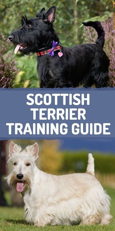 Wheaton Scottish Terrier, Scottie Dog Puppy, Scotties Dog, Scottie Puppies, Dog Types, Scottish Terrier Puppy, New Puppy Checklist, Puppy Checklist, Dog Grooming Shop