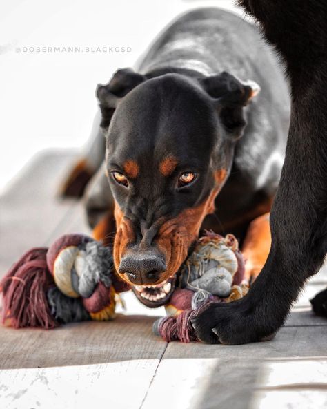 Doberman Reference, Night Dog, Angry Dog, Barking Dog, Stop Dog Barking, Doberman Pinscher Dog, Scary Dogs, Pet Halloween Costumes, Doberman Dogs