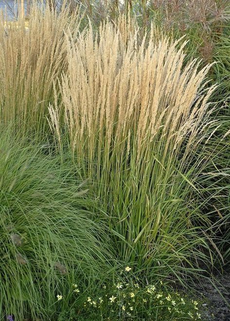 Scientific Name: Calamagrostis x acutiflora

This ornamental grass is worthy of any pretty garden because of its slender and upright growth and the lovely texture it brings with its feather-like flowers. Karl Forester, Privacy Planters, Tall Ornamental Grasses, Feather Reed Grass, Ornamental Grass, Grasses Landscaping, Planting Plan, Gravel Garden, Shade Flowers