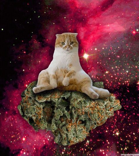 Lucy in the sky… Galaxy Cat, Silly Cats Pictures, Space Cat, Silly Animals, Silly Cats, Crazy Cat Lady, Cat Gif, Images Gif, Crazy Cats