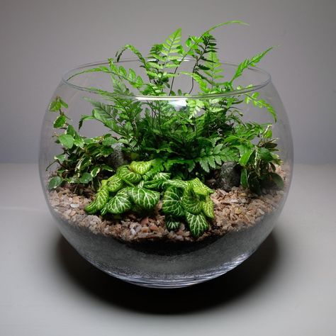 Sphere Terrarium, Environmental Club, Frog Vivarium, Glass Bowl Terrarium, Large Glass Terrarium, Tabletop Terrarium, Globe Terrarium, Tropical Terrariums, Large Terrarium