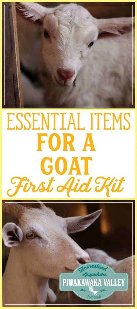 Keeping Goats, Goat Health, Pygmy Goats, Goat Pen, Meat Rabbits, Goat Care, Boer Goats, Raising Goats, Pygmy Goat