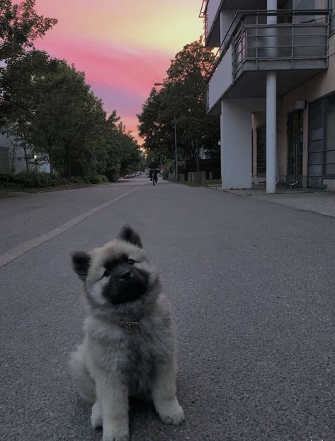 Eurasier Puppy, Utonagan Dog, Eurasier Dog, Gentle Giant Dogs, Keeshond Puppy, Akita Puppy, Giant Dogs, Pretty Dogs, Dream Dog