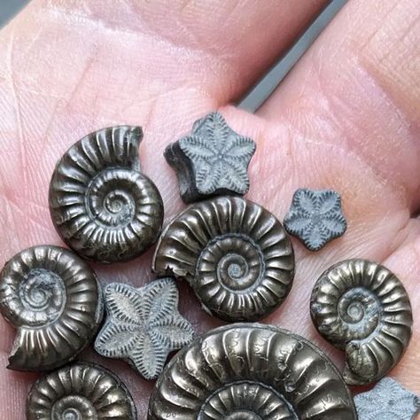 Sean Rice on Instagram: "Stars and swirls. Jurassic crinoid stars and pyritised ammonites found on the River Severn foreshore last Sunday and yesterday #fossils #fossilhunting #crinoids #crinoid #ammonite #ammonites #naturalhistory" Bog Bodies, Ocean Patterns, Stars And Swirls, Fossil Art, Crinoid Fossil, River Severn, Fossil Hunting, Fossilized Coral, Sedimentary Rocks