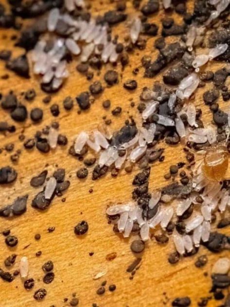 What Do Bed Bug Eggs Look Like? Complete Guide with Pictures - Planet Natural Bed Bugs Pictures, Signs Of Bed Bugs, Kill Bed Bugs, Eggs Image, Egg Pictures, Rid Of Bed Bugs, Bed Bug Bites, Bed Bug, Clothes Dryer