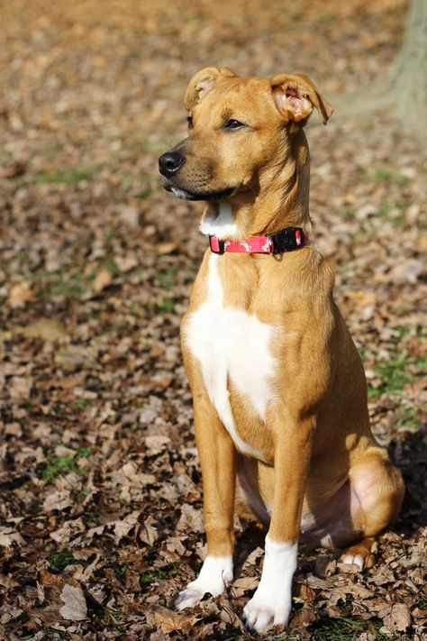 Rottweiler Mix Puppies, Rottweiler Mix, Pitbull Mix, The Pit, Mixed Breed, 5 Months, Shelter Dogs, Dog Photography, Mans Best Friend