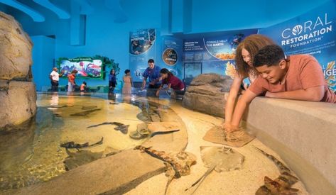 Stop by the Touch Pools, where you can touch a variety of sea life, including sharks, crabs, stingrays, and starfish. Touch Pool Aquarium, Aquarium Touch Pool, Kids Aquarium, Public Aquarium, Animal Learning, Lakeside Resort, Branson Missouri, Play Pool, Lake Resort