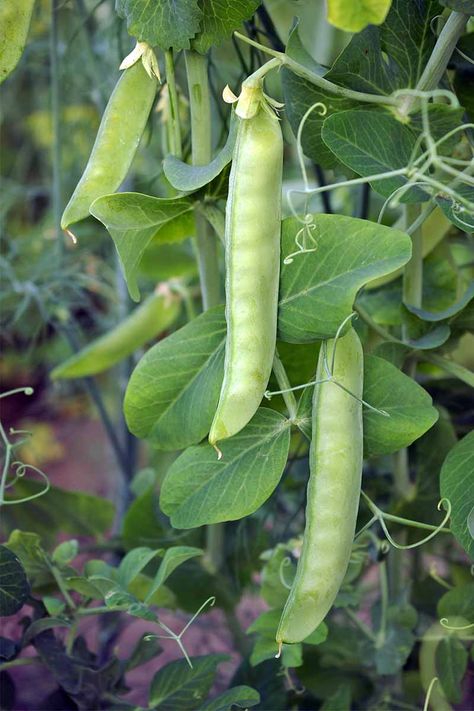 Peas are cold-tolerant, and there's a wide variety to choose from. Plus, the young tendrils are also edible! Get our growing tips now, on Gardener's Path. Peas Plant, Grow Peas, Growing Peas, Pea Plant, Mushy Peas, Vegetable Plants, Fall Vegetables, Survival Gardening, Seed Germination