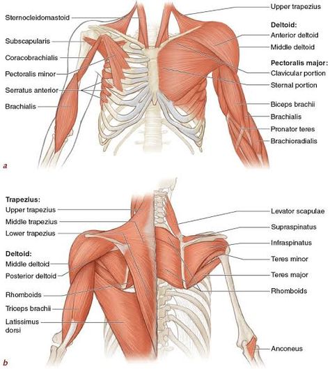 Body Muscle Anatomy, Muscular System Anatomy, Shoulder Anatomy, Human Muscle Anatomy, Basic Anatomy And Physiology, Yoga Anatomy, Human Body Anatomy, Muscular System, Human Anatomy Drawing