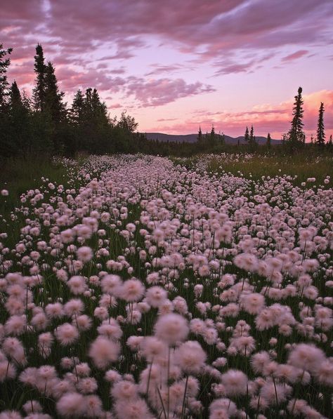 Dandelion Pictures, Dandelion Wallpaper, Meadow Garden, Air Terjun, Pretty Landscapes, Pink Sunset, Beautiful Dream, Purple Aesthetic, Nature Aesthetic