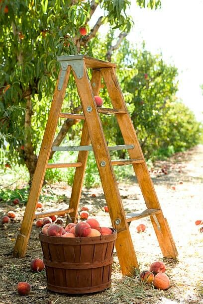 Peach Orchard, Peach Trees, Oranges And Lemons, Farm Theme, Just Peachy, Peach Blossoms, Country Farm, Summer Fruit, Pumpkin Orange