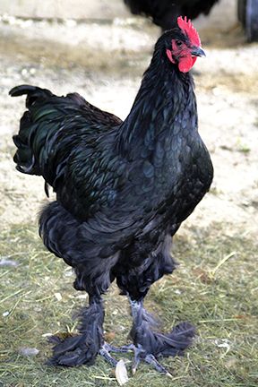 Rooster Breeds, Fluffy Chicken, Fancy Chickens, Chicken Mom, Chicken Health, Beautiful Chickens, Hen Chicken, Chickens And Roosters, Chicken Breeds