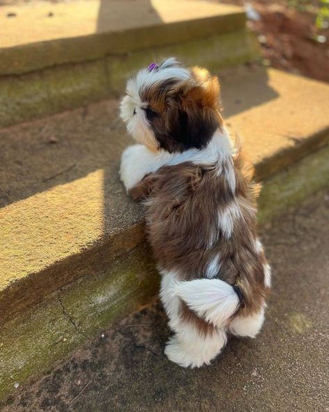 Kristina Aesthetic, Cute Shitzu Puppies, Teacup Shih Tzu, Perro Shih Tzu, Chien Shih Tzu, Shitzu Dogs, Shitzu Puppies, Shih Tzu Puppies, Puppies For Sale Near Me