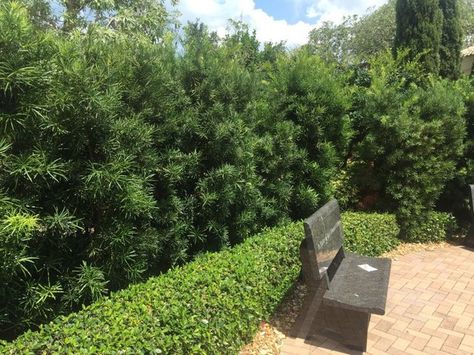 <p>Podocarpus macrophyllus | Podocarpus (Michael Spencer)</p> Podocarpus Hedge, Podocarpus Macrophyllus, Privacy Hedges, Full Sun Plants, Southwest Florida, Sun Plants, Tropical Landscaping, Landscaping Plants, Large Plants