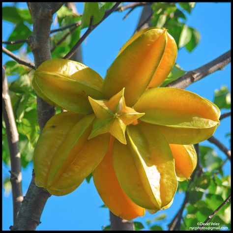 Starfruit Aesthetic, Tropical Fruit Aesthetic, Tropical Fruit Garden, Tropical Fruit Photography, Tropical Sweet 16, Guava Fruit, Star Fruit, Homegrown Food, Fruit Photography