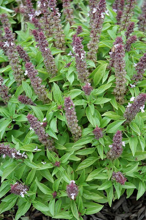 Click to view full-size photo of Floral Spires Lavender Basil (Ocimum basilicum 'Floral Spires Lavender') at Lakeshore Garden Centres Basil Flower, Types Of Basil Plants, Ocimum Basilicum, Basil Garden, Lavender Plant Photography, Tulsi Plant, Lilac Herbalism, Growing Basil, Medicinal Herbs Garden