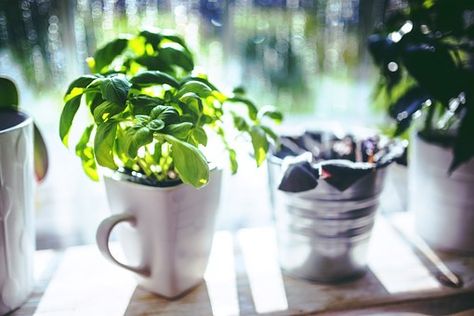 The Ultimate Guide to Growing Herbs Indoors All Year Long (Plus Eight Herbs to Get You Started) — All Posts Healing Harvest Homestead Harvesting Basil, Basil Plant, Kitchen Herbs, Indoor Herb Garden, Herbs Indoors, Growing Indoors, Growing Herbs, Diy Natural Products, Herb Garden