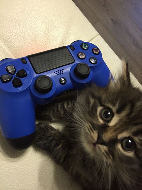 Cat With Controller, Car Cat, Cat Reference, Lots Of Cats, To Buy, Silly Cats Pictures, Cute Cats Photos, New Game, Game Play