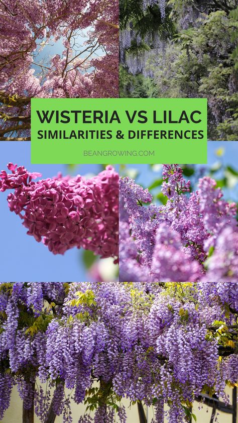 Lilac Vine, American Wisteria, Common Lilac, Chinese Wisteria, Wisteria Plant, Vine Trellis, Plant Problems, Plant Ideas, Beautiful Plants