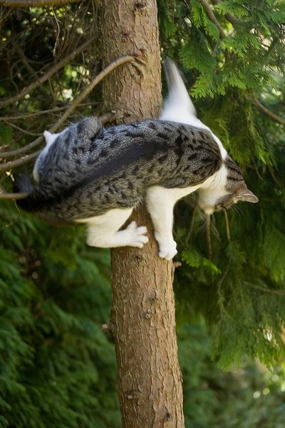 right, that's it! I'm turning back!      Adventure Cat wonders what he was thinking. Cats In Trees, Cats Climbing, Adventure Cat, Cat Reference, Cat Climbing, Curious Cat, Cat Boarding, Domestic Cat, Lingerie Shop