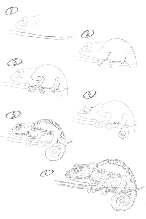 Cameleon Art Drawing, How To Draw A Chameleon, Chameleon Drawing Easy, Lizard Sketch, Chameleon Drawing, Animal Illustration Art, Nature Sketch, Drawing Lesson, Easy Drawing Tutorial