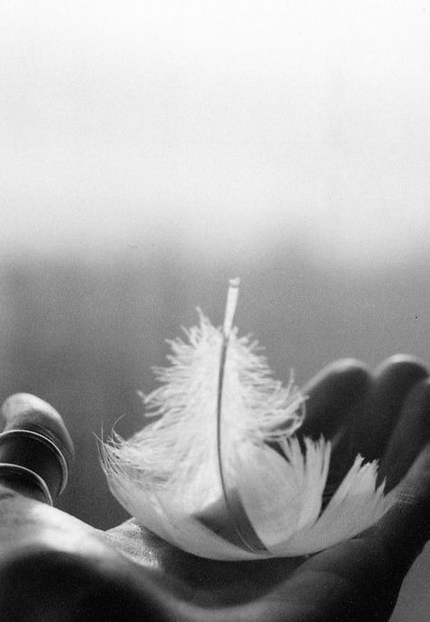 . Image Zen, Eckart Tolle, Angel Feathers, Angels Among Us, White Feather, White Feathers, White Photography, Fairy Tales, Close Up