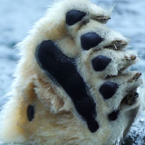 Polar Bear Paw / Image by Josef Gelernter from 500px Polar Bear Paws, Polar Bear Paw, Polar Bear Art, Bear Paw, Arctic Animals, Picture Illustration, Love Bear, Bear Paws, Bear Hug