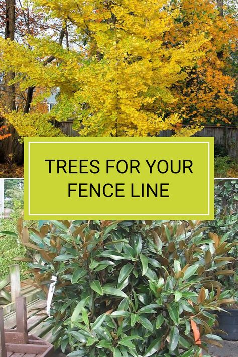 Finding the right trees to plant along your fence line is crucial, especially when looking for those that have an upright and narrow growth habit. Fastigiate trees are ideal for this purpose, balancing aesthetics and space. Explore options like Ginkgo biloba 'Princeton Sentry' or Magnolia grandiflora 'Alta' that can enhance your backyard. To learn more about selecting the best trees for your outdoor space, check out the full article and transform your outdoor living area with beautiful plants. Narrow Gardens Along Fences, Trees By Fence, Trees Next To Fence, Trees Fence Line, Trees Along Fence Backyards, Fastigiate Trees, Trees Along Fence, Trees For Backyard, Tree Garden Design