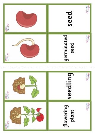 Flower Life Cycle Preschool, Bean Life Cycle, Plant Life Cycle Project, Plant Life Cycle Worksheet, Life Cycles Preschool, Flower Life Cycle, Fractured Fairytales, Cycle Photo, Cycle For Kids