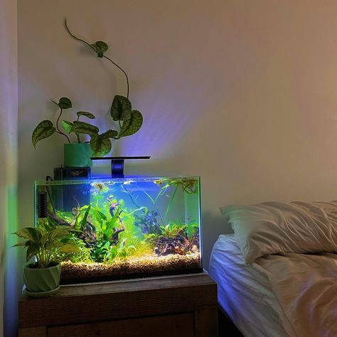 Very happy with my new tank 10 gallons I removed the frame on top to get a rimless look 👀 🫶🏻 #fishtank #aquarium #plantedtank #planteraquarium #plants #houseplants #scindapsus #pothos #climbingplants #plantsandaquarium Bedroom With Fish Tank, Aquarium In Living Room, 10 Gallon Fish Tank Ideas, Plant Tank, Aqua Scape, 10 Gallon Fish Tank, Planted Tank, Betta Tank, Betta Fish Tank