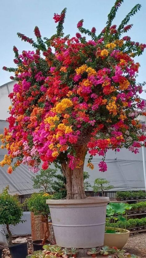 Bougainvillea Tree, Small Garden Landscape, Tropical Backyard, Potted Plants Outdoor, Garden Decor Projects, Backyard Garden Design, Garden Landscape, Bougainvillea, Queensland Australia