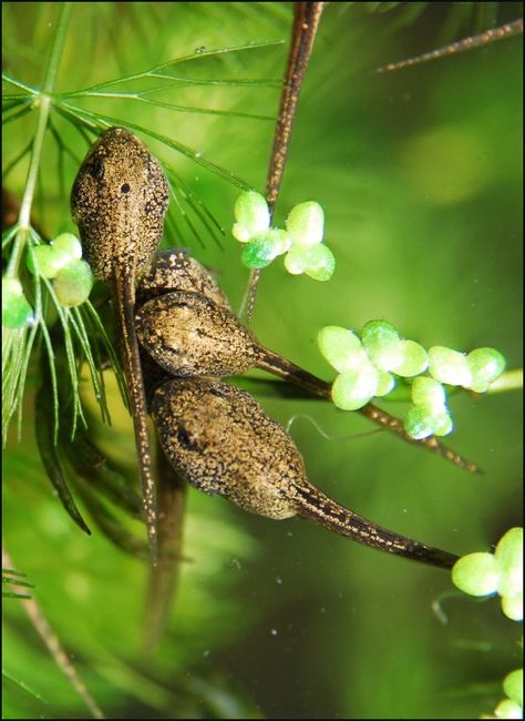 Look at these amazing tadpoles! They're starting to look like real frogs. With the Nancy B's Science Club AquaScope you too can find tadpoles of your own! Tad Poles, Tadpole To Frog, Lilly Pond, Walden Pond, On Golden Pond, Pond Life, Water Lilly, Wildlife Gardening, Lily Pond