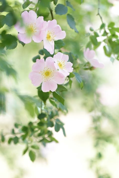 Rosehip Flower, Havana Dress, White Yellow Flowers, Flower Reference, Pink Flowers Wallpaper, Flower Meanings, Spring Beauty, Pink Petals, Wild Rose