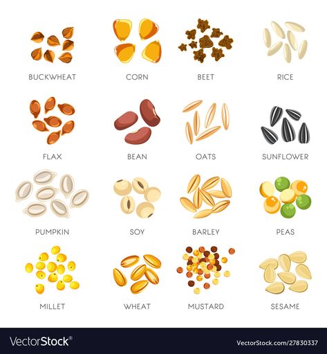 Millet Illustration, Grains Drawing, Grains Illustration, Grain Pictures, Seeds Pictures, Grains List, Cereals And Pulses, Cereal Food, Isolated Icons