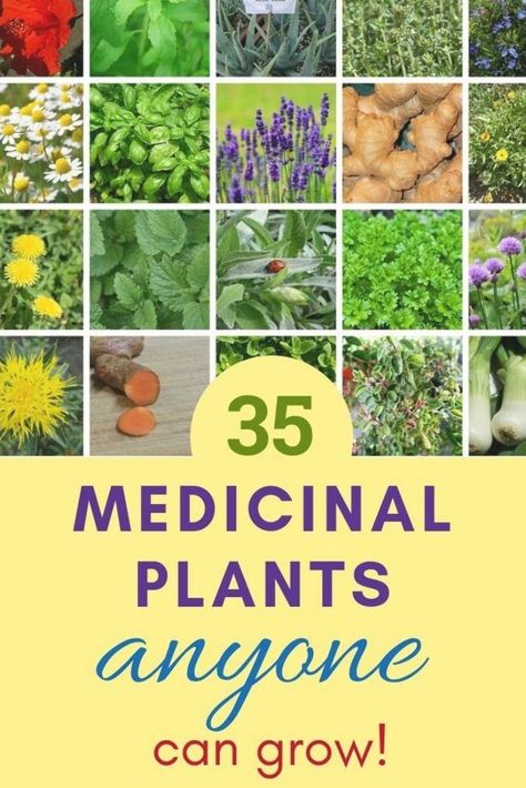 I LOVE having natural remedies right outside my kitchen door! Here are 35 medicinal plants anyone can grow successfully in their garden. Use them for teas, salves, tinctures, and healing creams. #medicinalplants #herbs #organic #garden #naturalremedies #herbsgarden #naturalpharmacy Medicinal Flowers, Medicine Plants, Medical Plants, Plant Herbs, Medicinal Herbs Garden, Grow Herbs, Plant Tips, Medicinal Garden, Medical Herbs