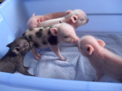 Teacup Piggies, Teacup Pig, Tiny Pigs, Micro Pigs, Teacup Pigs, Cute Piglets, Mini Pigs, Farm Baby