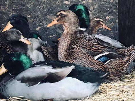 Rouen Ducks, Rouen Duck, Types Of Ducks, Backyard Ducks, Duck Breeds, Duck Farming, Raising Ducks, Duck House, Duck Eggs