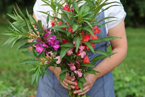 Impatiens Balsamina, Growing Catnip, Flowers From Seed, Grow Lemongrass, Growing Broccoli, Bean Varieties, Succession Planting, Bulk Herbs, Bush Beans