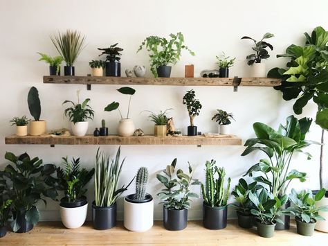 COLUMBUS, OH : GERMAN VILLAGE — STUMP | Curated Plants + Sustainably Crafted Wares Handmade Hanger, Indoor Plant Wall, Cement Color, Hanging Plant Wall, Cement Pots, Plant Decor Indoor, Plant Shelves, Stylish Home Decor, Faux Plants