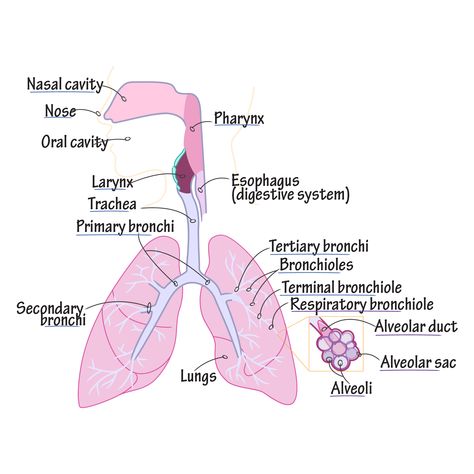 Pharynx Drawing, Respiratory System Drawing, Anatomy And Physiology Respiratory System, Respiratory System Model, Human Respiratory System Diagram, Respiratory System Parts And Functions, Lower Respiratory Tract, Diagram Of Lungs Respiratory System, Thorax And Lungs Assessment