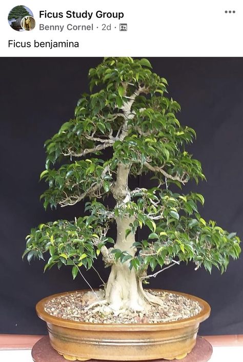 Ficus Benjamina Bonsai, Ficus Bonsai, Bonsai Ficus, Ficus Benjamina, Bonsai Trees, Bonsai Tree, Trees, Outdoor Decor, Plants