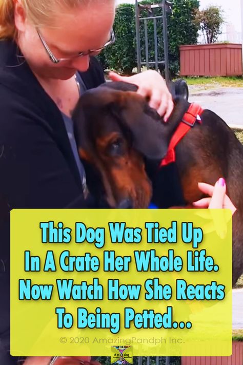 Rescuing Dogs, Rescue Dog Tips, Rescued Dog Quotes, Dog Rescue Stories Videos, How To Start An Animal Rescue, Shelter Dogs Adoption, Training A Rescue Dog, First Human, Dog Rescue Stories