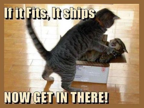 Dear Elder family, one of these days you're gonna find Sam putting Kody into a box to ship him off! Description from pinterest.com. I searched for this on bing.com/images Funny Cats And Dogs, Memes Humor, Funny Animal Memes, It Fits, E Card, Funny Animal Pictures, Tabby Cat, On The Floor, Animal Memes