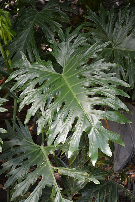 Tree Philodendron, Philodendron Bipinnatifidum, Philodendron Selloum, Planting Schedule, Tropical Indoor Plants, Balcony Courtyard, Texas Native Plants, Mexican Hacienda, Lafayette Louisiana