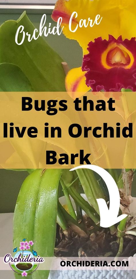 This article will focus on the specific bugs found in fir bark, pine bark, redwood bark, cypress bark, or any type of store-bought bark, all used for orchids. Soil Mites, Orchid Shelf, Orchid Soil, Orchid Pests, Diy Orchids, Orchid Potting Mix, Indoor Orchids, Orchid Plant Care, Orchid Roots