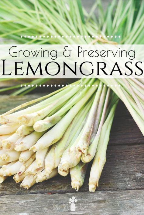 Harvesting Lemongrass For Tea, How To Harvest Lemon Grass Plant, How To Dry Lemongrass Leaves, How To Use Lemongrass Plant, Lemon Grass Uses, Lemongrass Uses, Lemon Grass Plant, Make Your Own Tea, Lemongrass Recipes