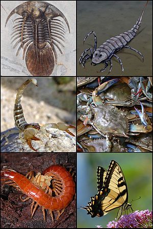 Subgroups: Arthropods include four basic groups, the myriapods (centipedes and millipedes), chelicerates (spiders, mites, horseshoe crabs, and scorpions), hexapods (insects) and crustaceans (lobsters, crabs, shrimp, barnacles, brine shrimp and others). Arthropods, Learning Science, Crustaceans, Arachnids, To The, Life Science, Black Bird, Crab, Fossil